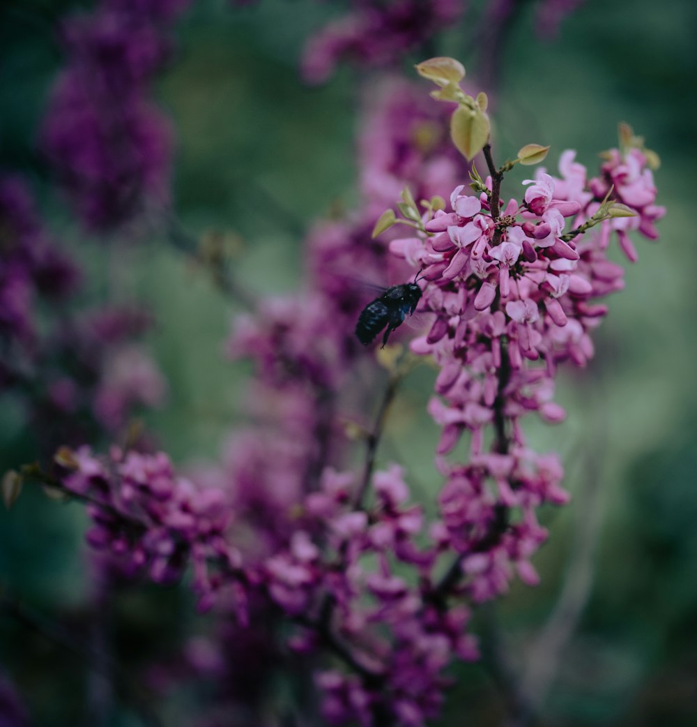 a close up of a flower with a bug on it