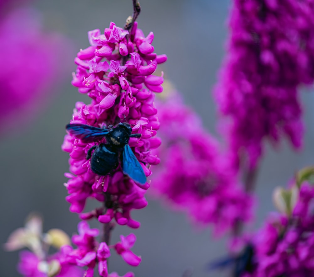 a blue and black insect on a purple flower