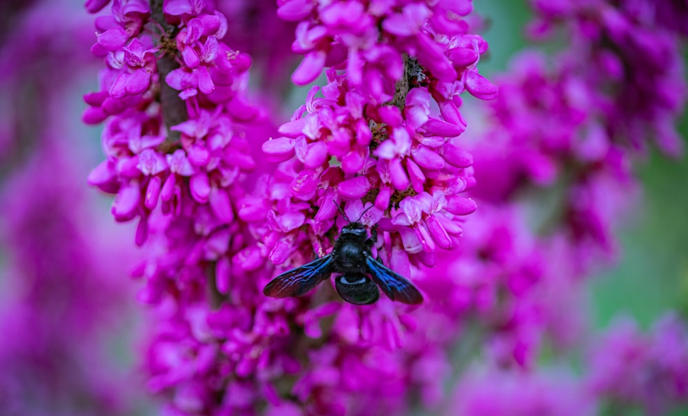 un primo piano di un fiore viola con un'ape su di esso