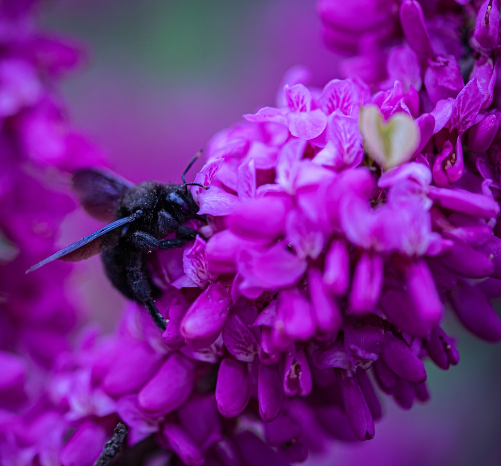 a bee sitting on top of a purple flower