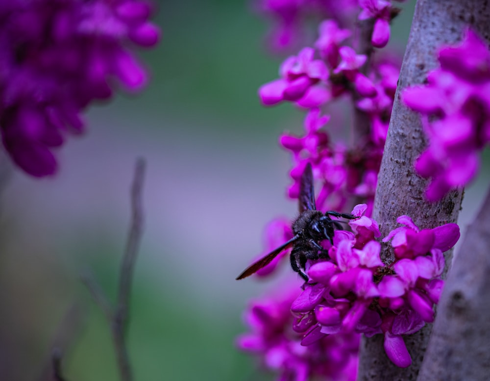 a bee sitting on top of a purple flower