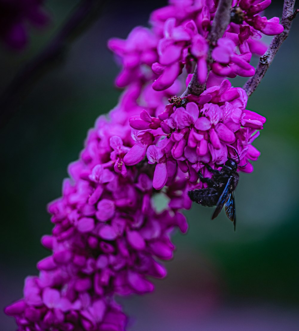 a bee is sitting on a purple flower