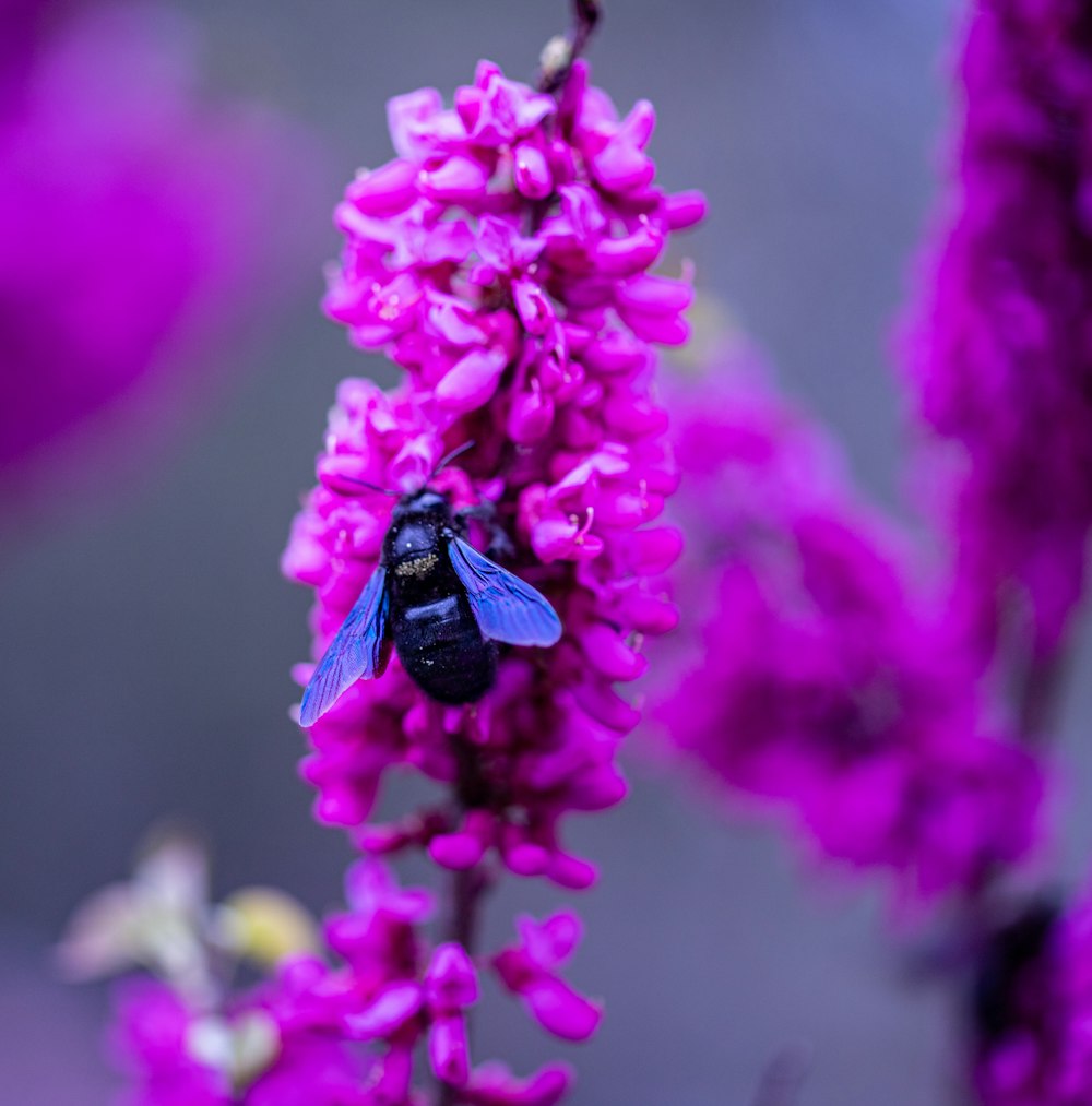 a close up of a purple flower with a bee on it