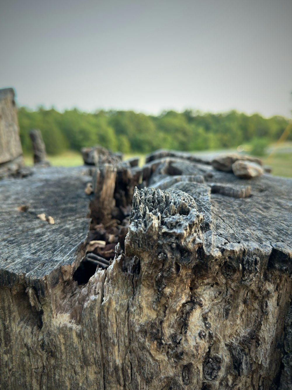 a close up of a tree stump with a field in the background