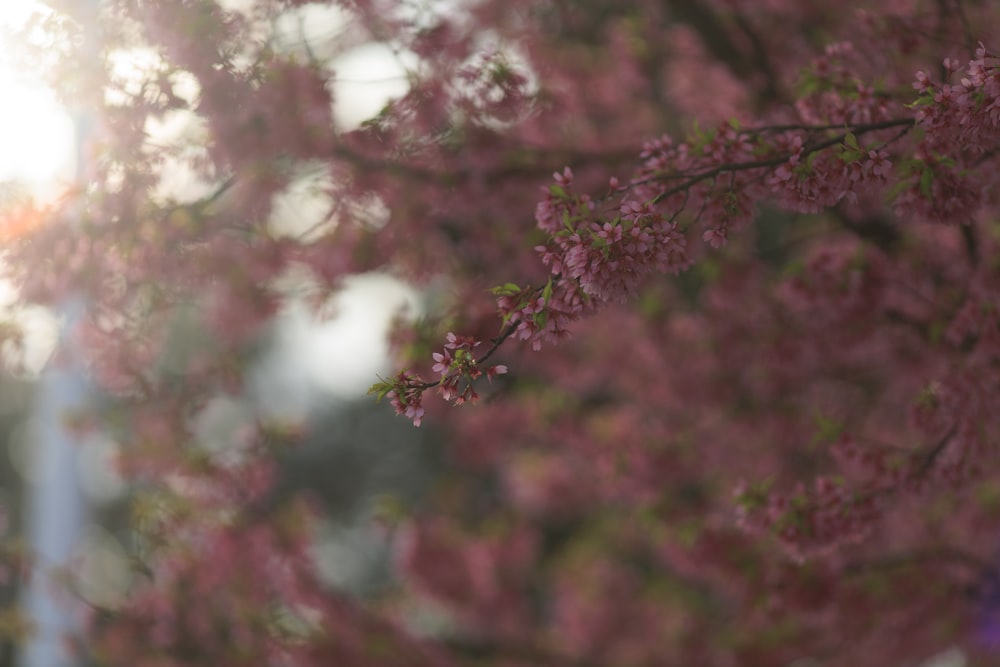 a close up of a tree with pink flowers