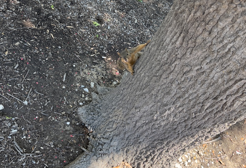 a squirrel is peeking out of a hole in a tree