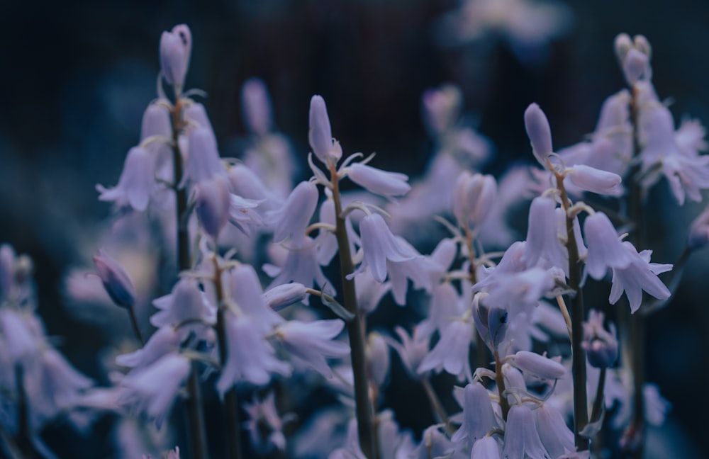 a close up of a bunch of purple flowers