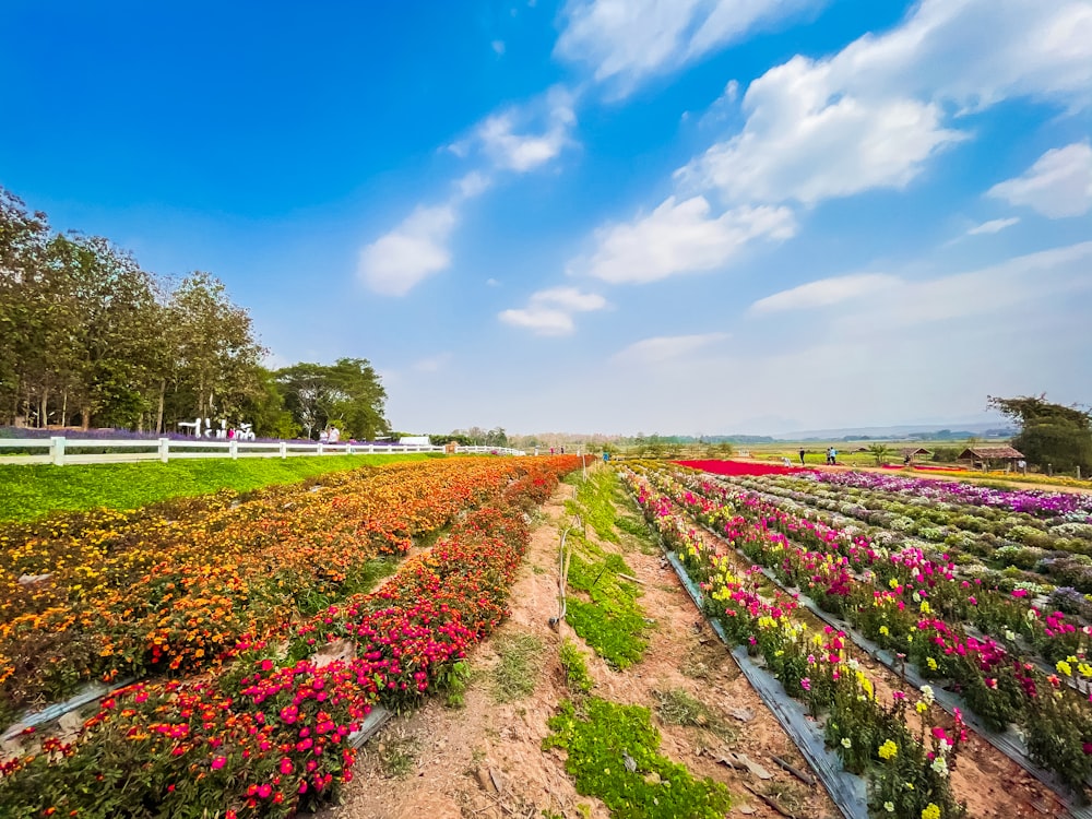 a field full of colorful flowers under a blue sky