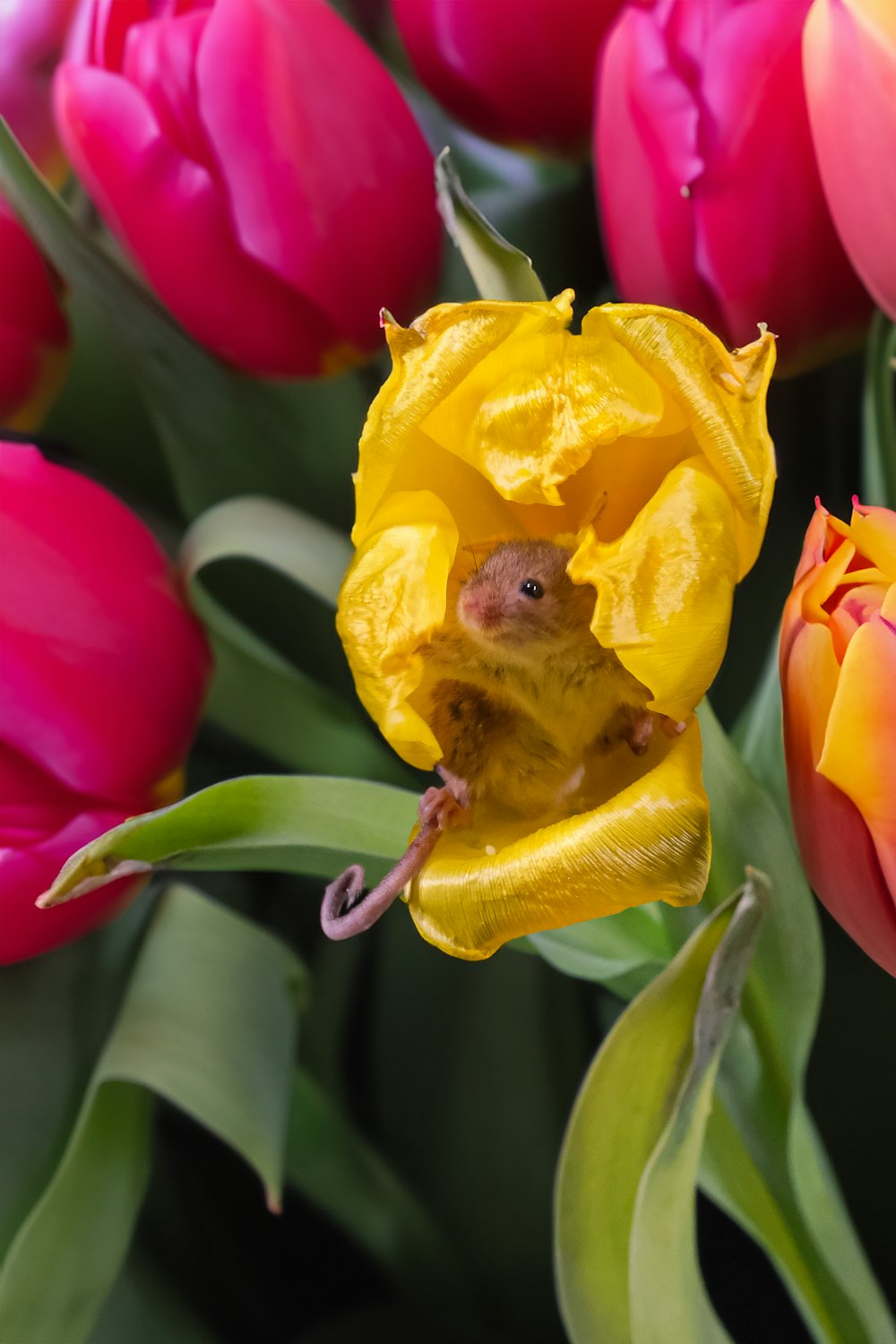 a mouse sitting inside of a yellow flower
