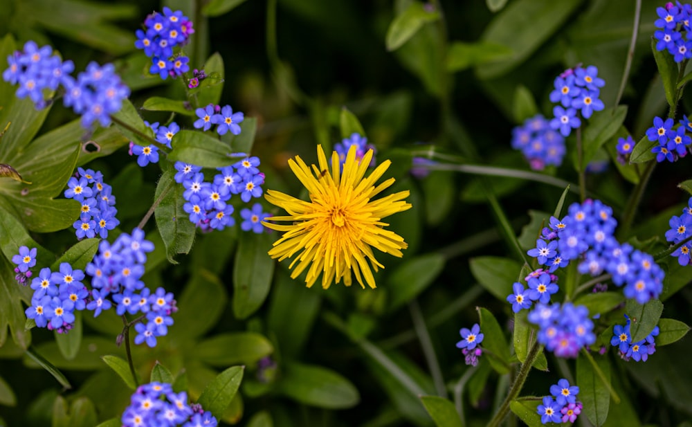 a yellow flower surrounded by blue flowers