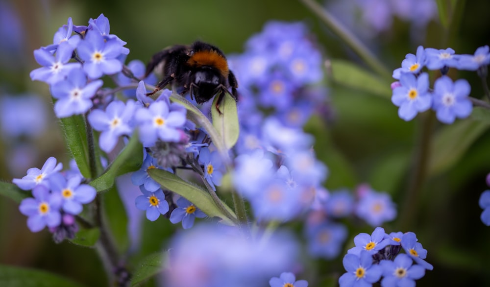 a close up of a bee on a flower