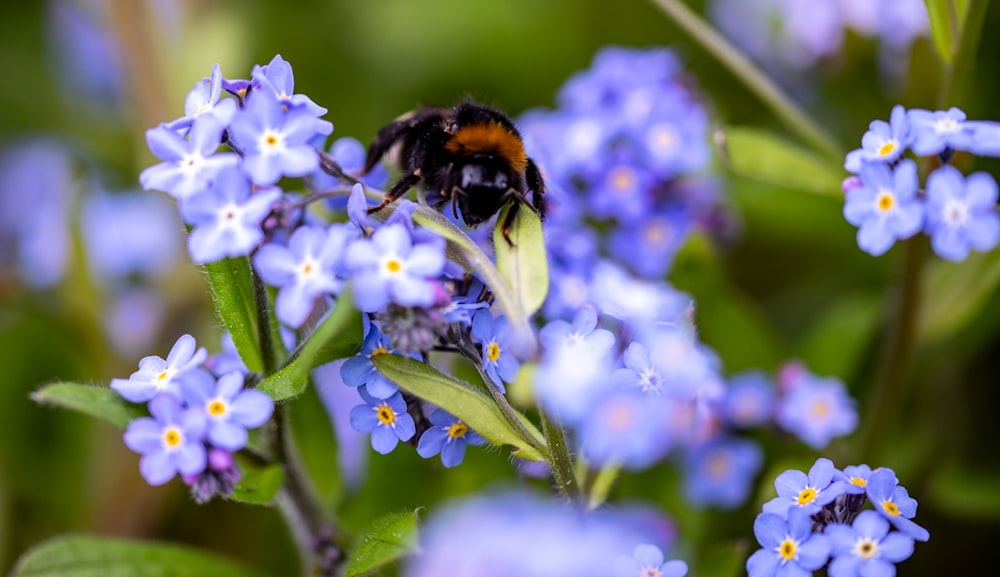 a close up of a bee on a flower