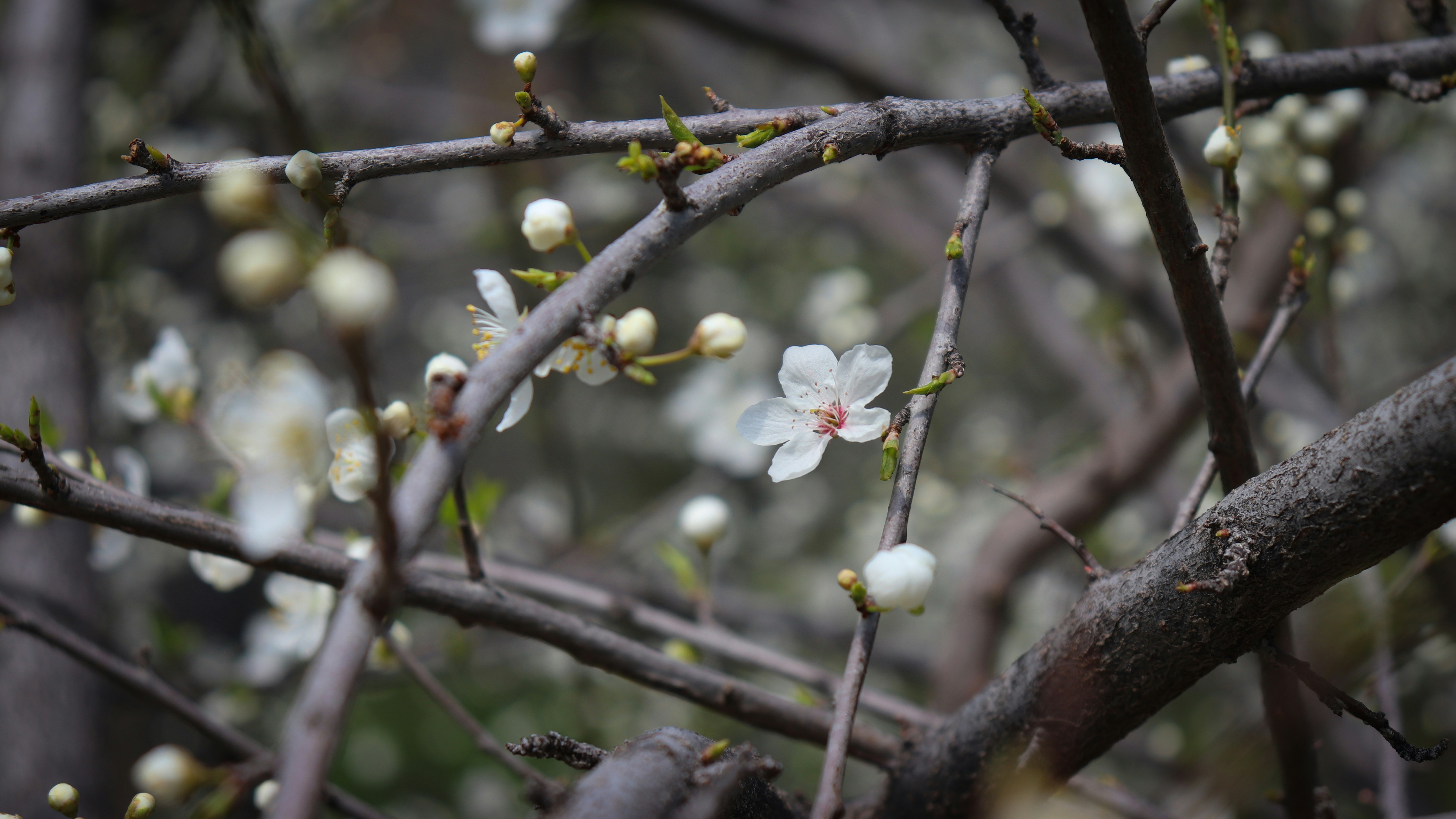 Photo by thevesperstar