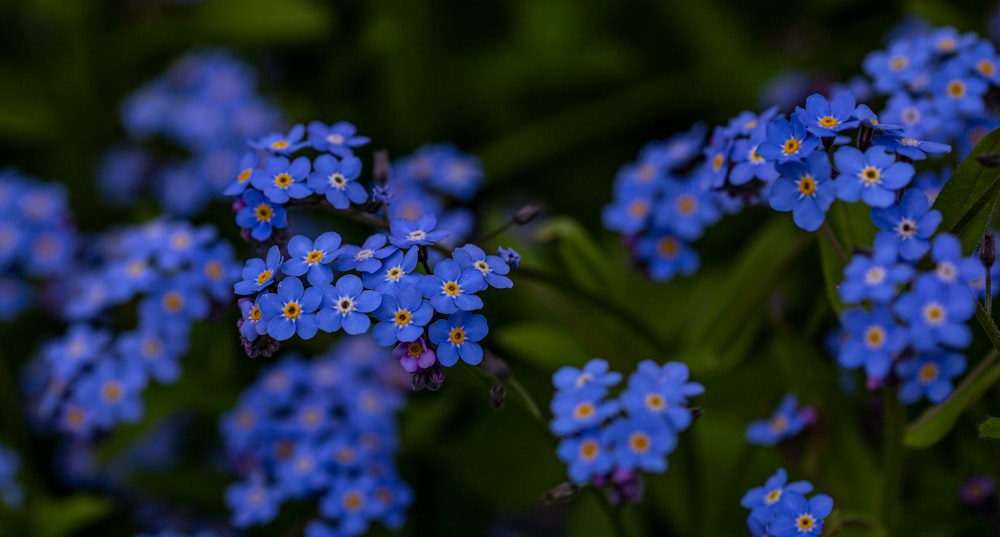 a bunch of blue flowers that are in the grass