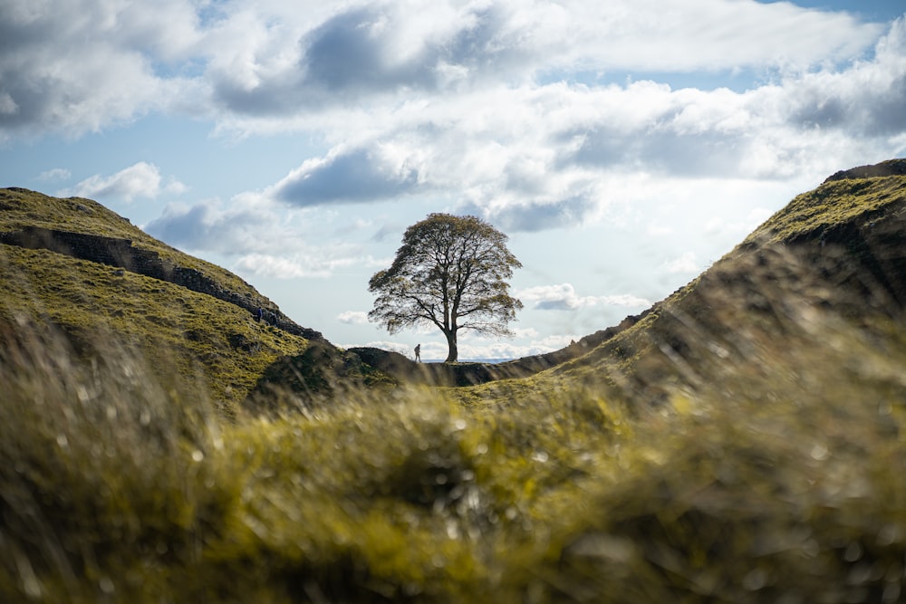 ein einsamer Baum auf einem grasbewachsenen Hügel unter einem bewölkten Himmel