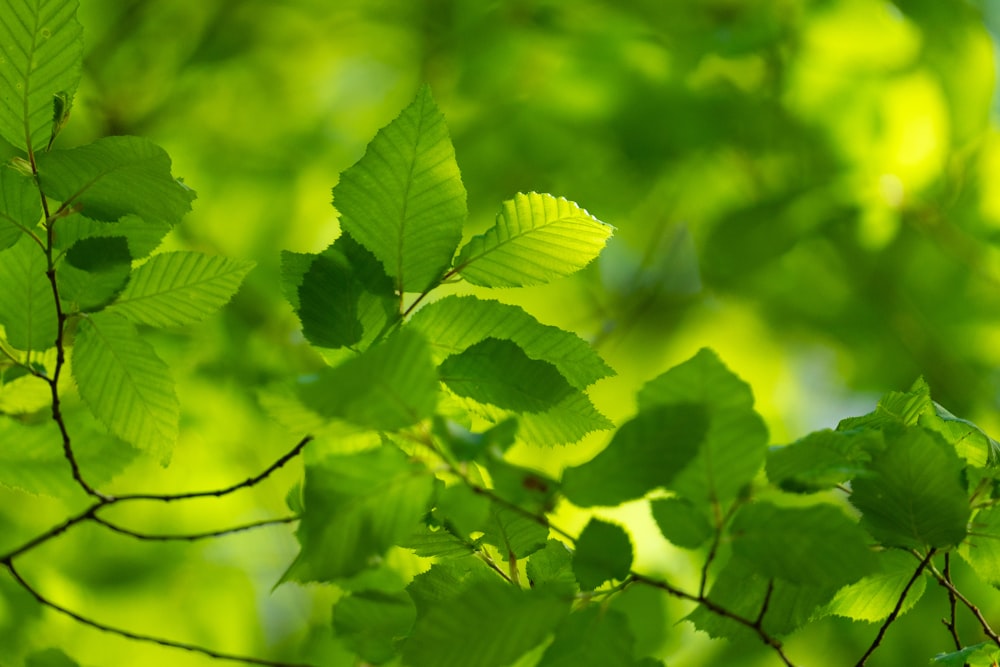 a close up of a green leafy tree