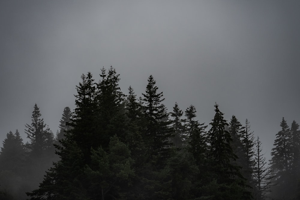 a group of trees that are standing in the grass