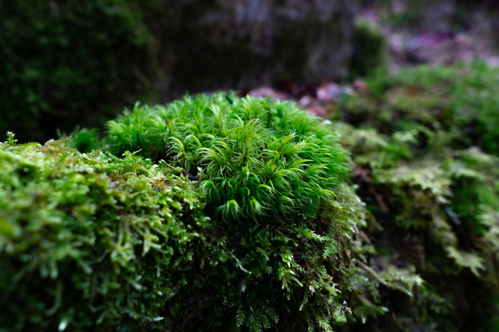 a close up of a green mossy plant