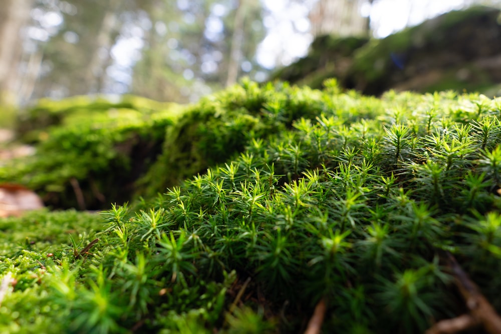 a close up of a mossy surface in the woods