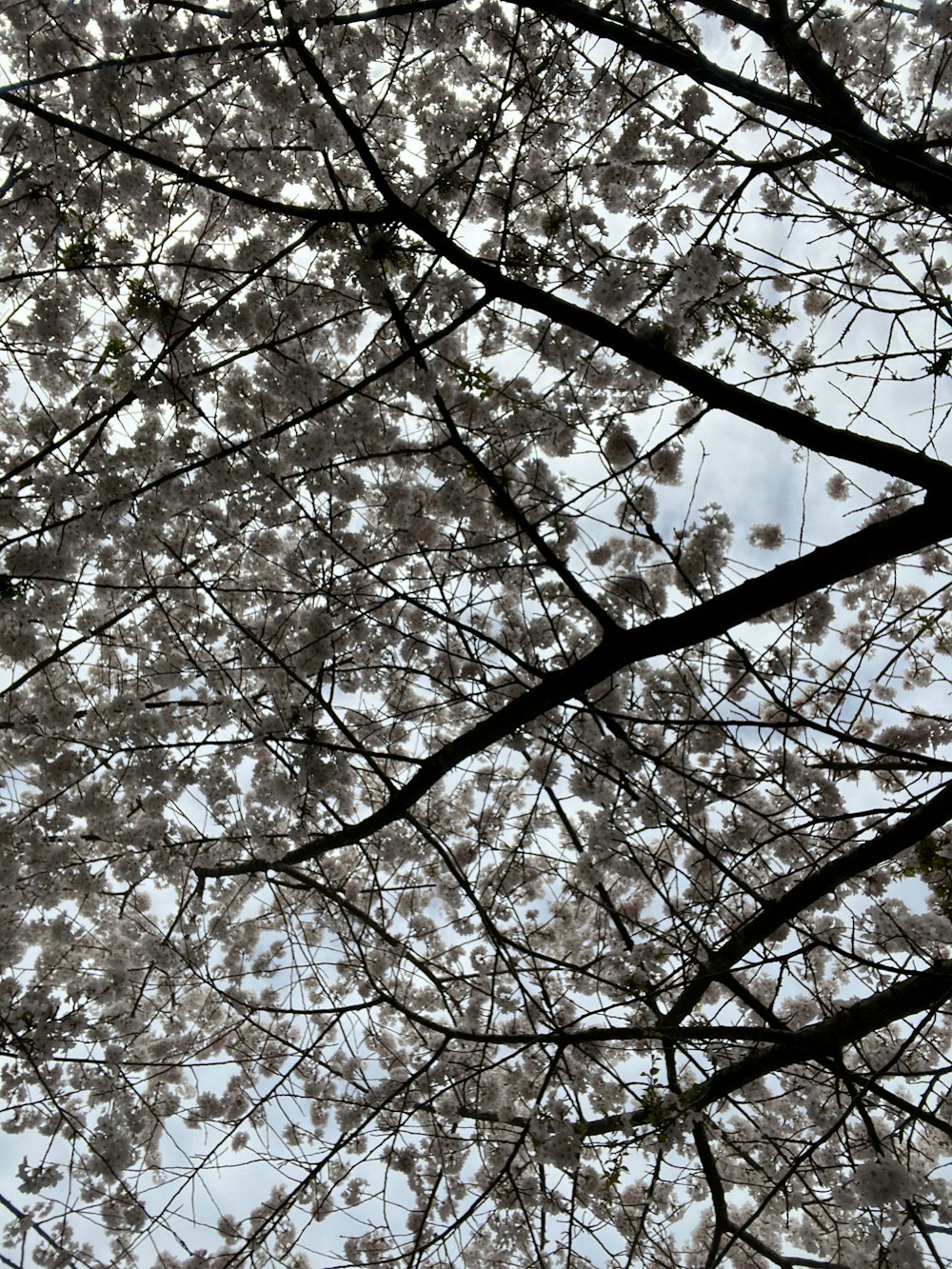 a tree with lots of white flowers on it