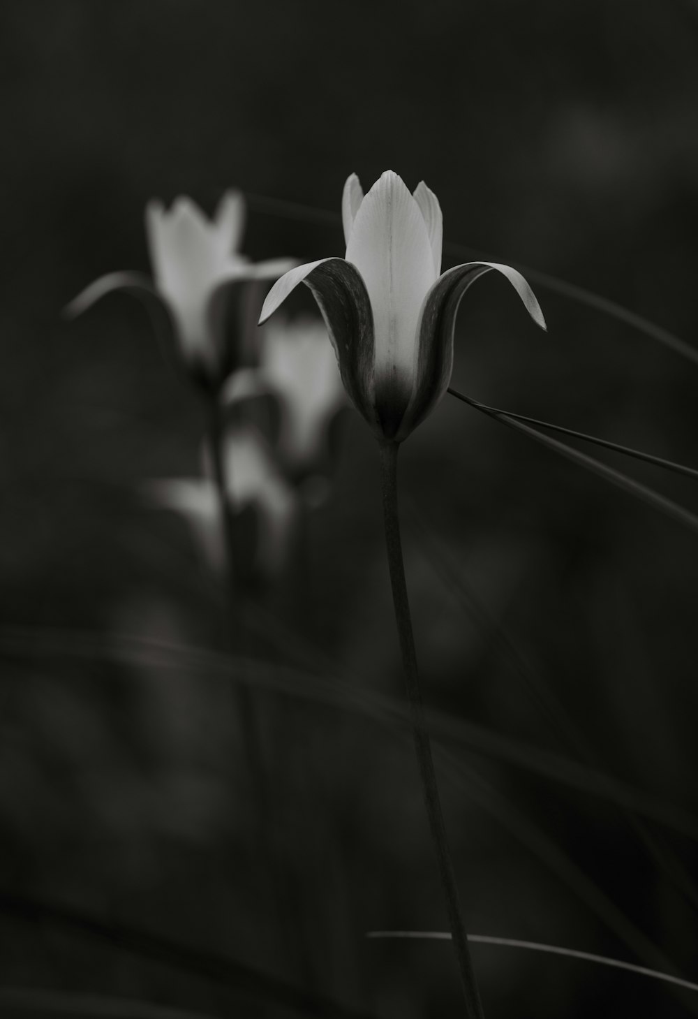 a black and white photo of three flowers