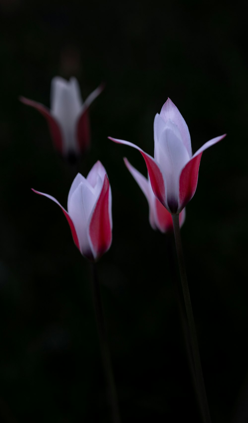 three red and white flowers in the dark