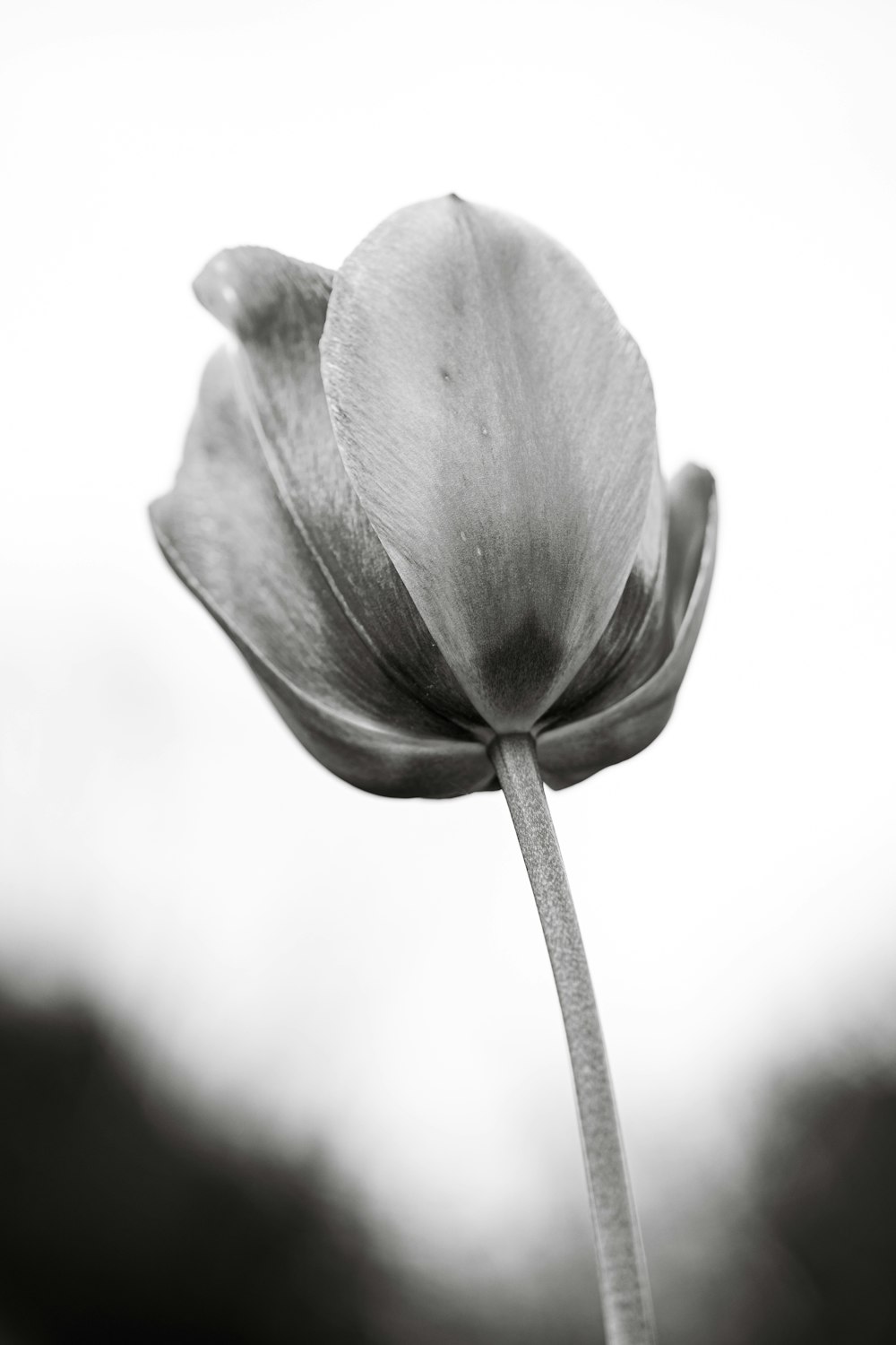 uma foto em preto e branco de uma única tulipa