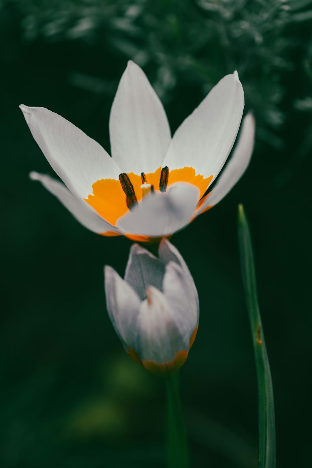 um close up de uma flor com um fundo desfocado