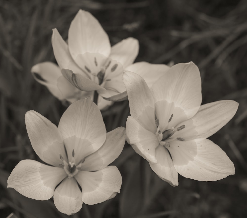 black and white photograph of three flowers