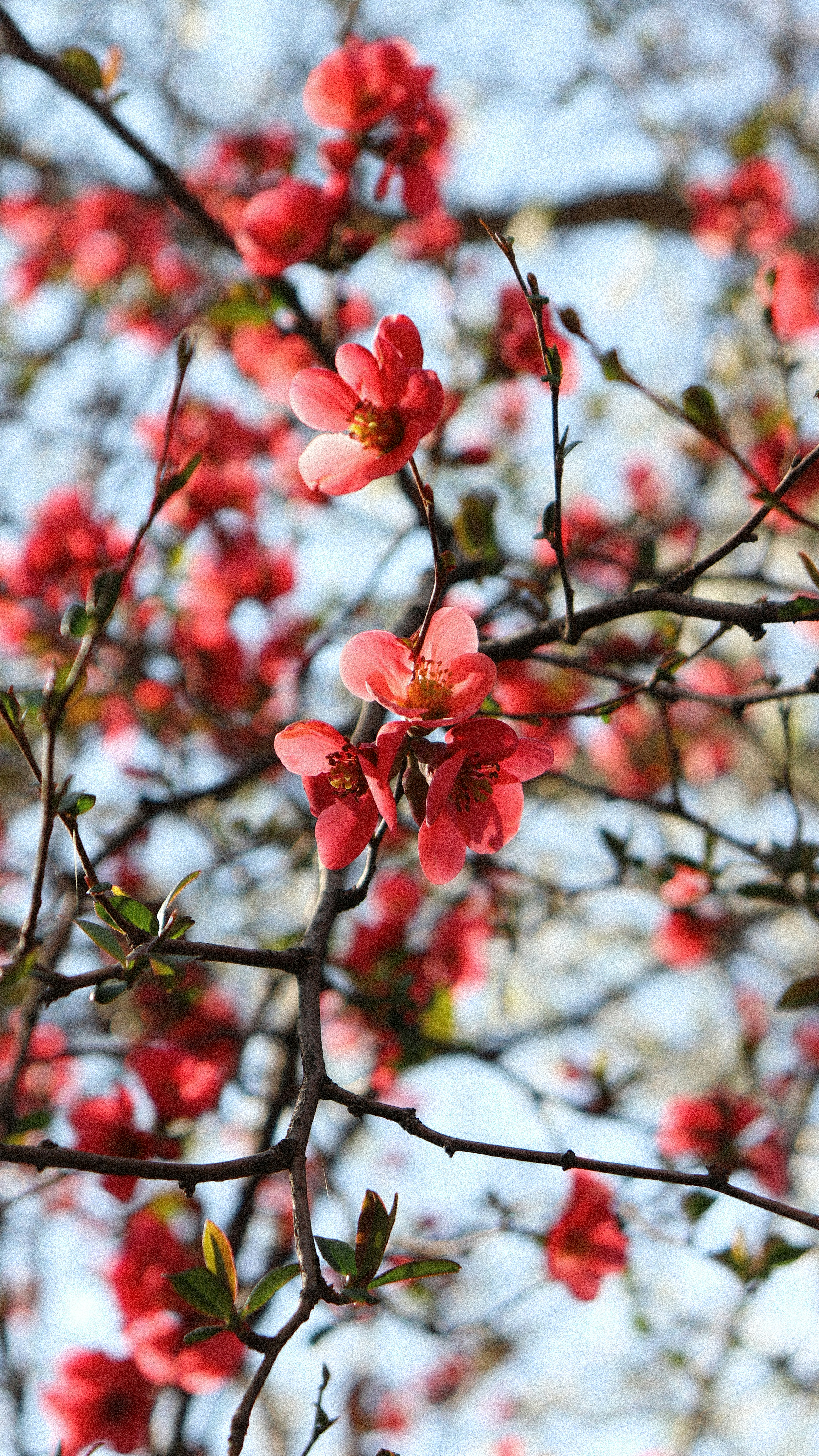 Photo by thevesperstar