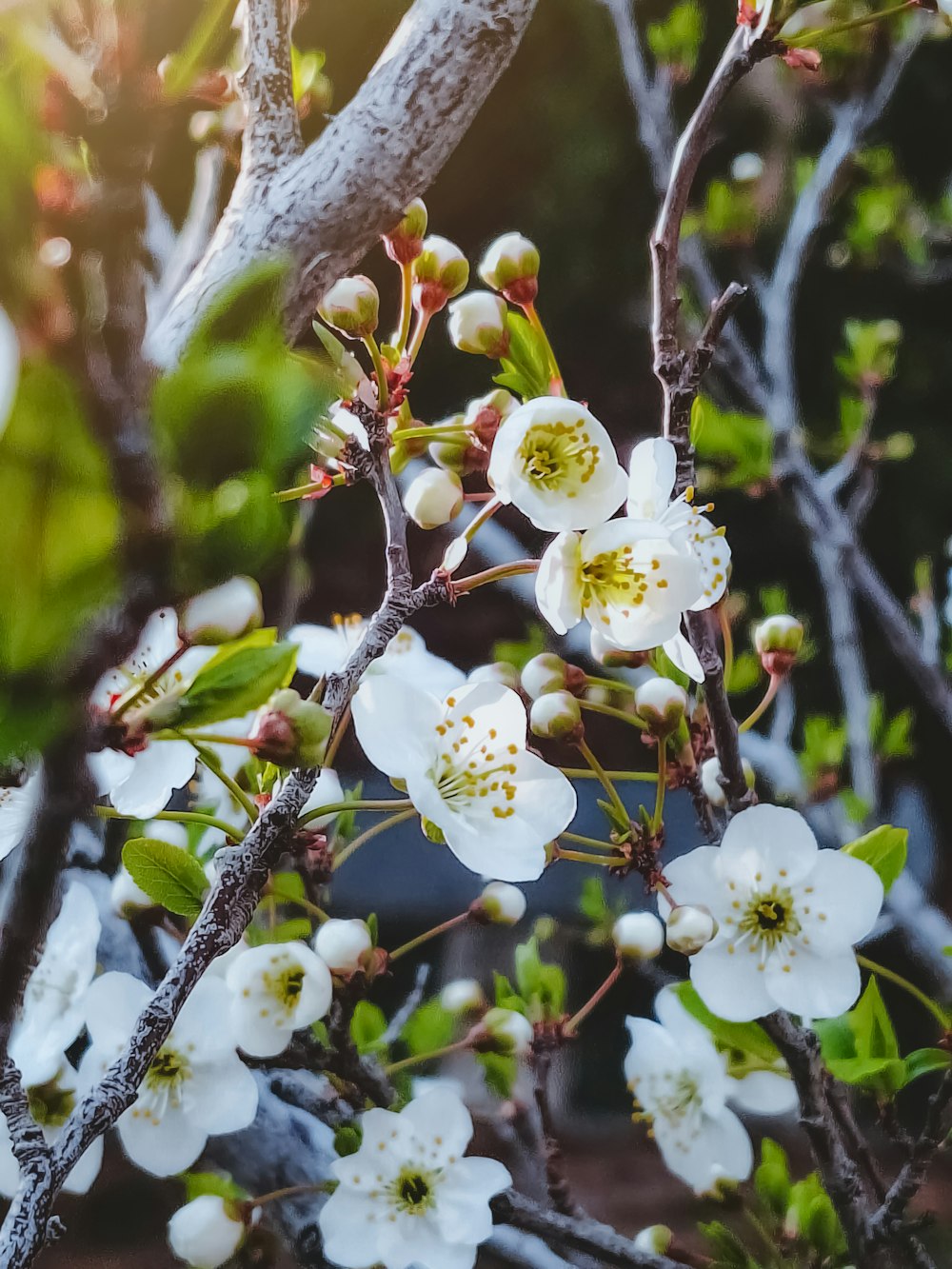 a close up of a tree with white flowers