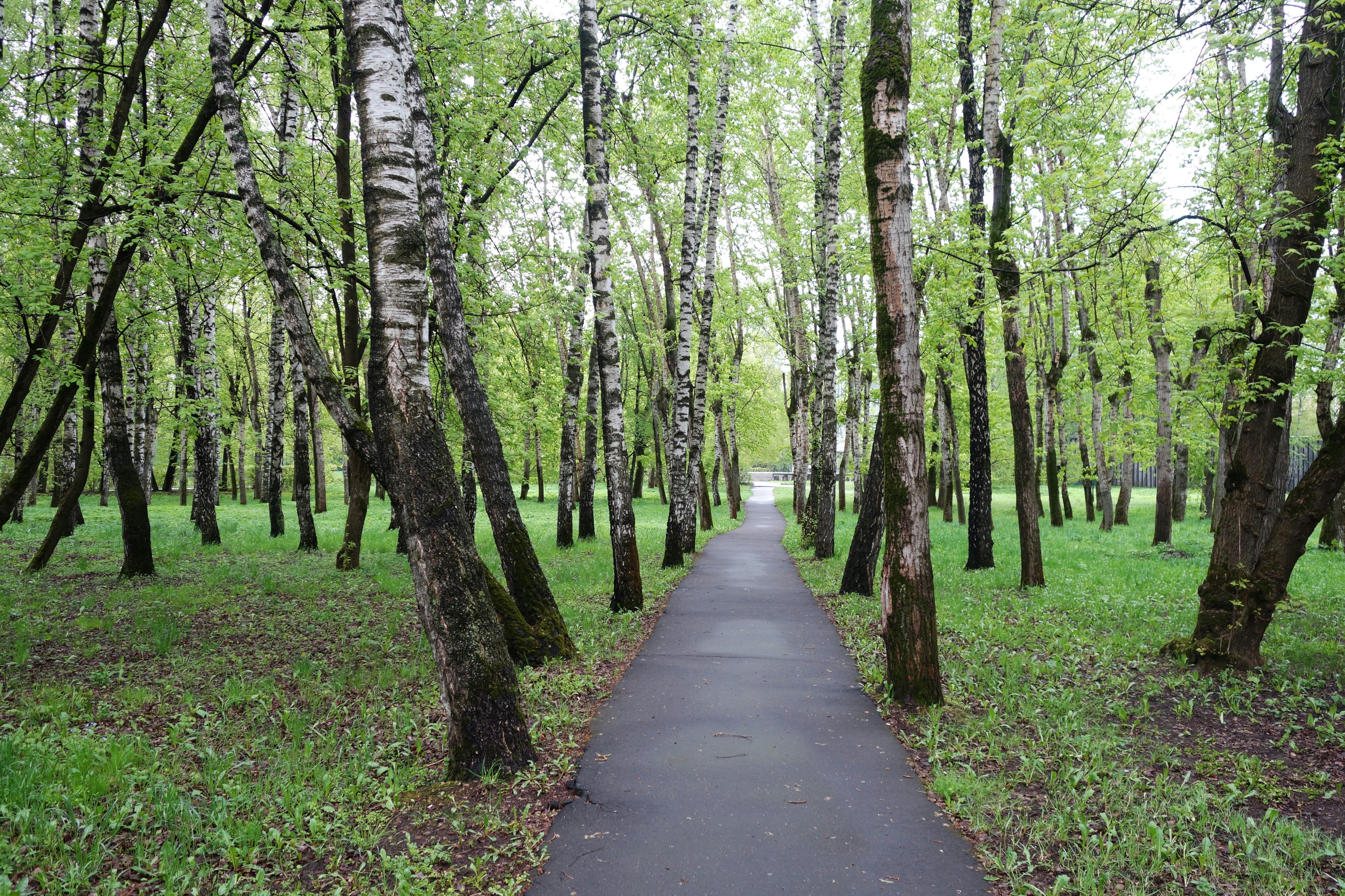 a path in the middle of a forest with lots of trees