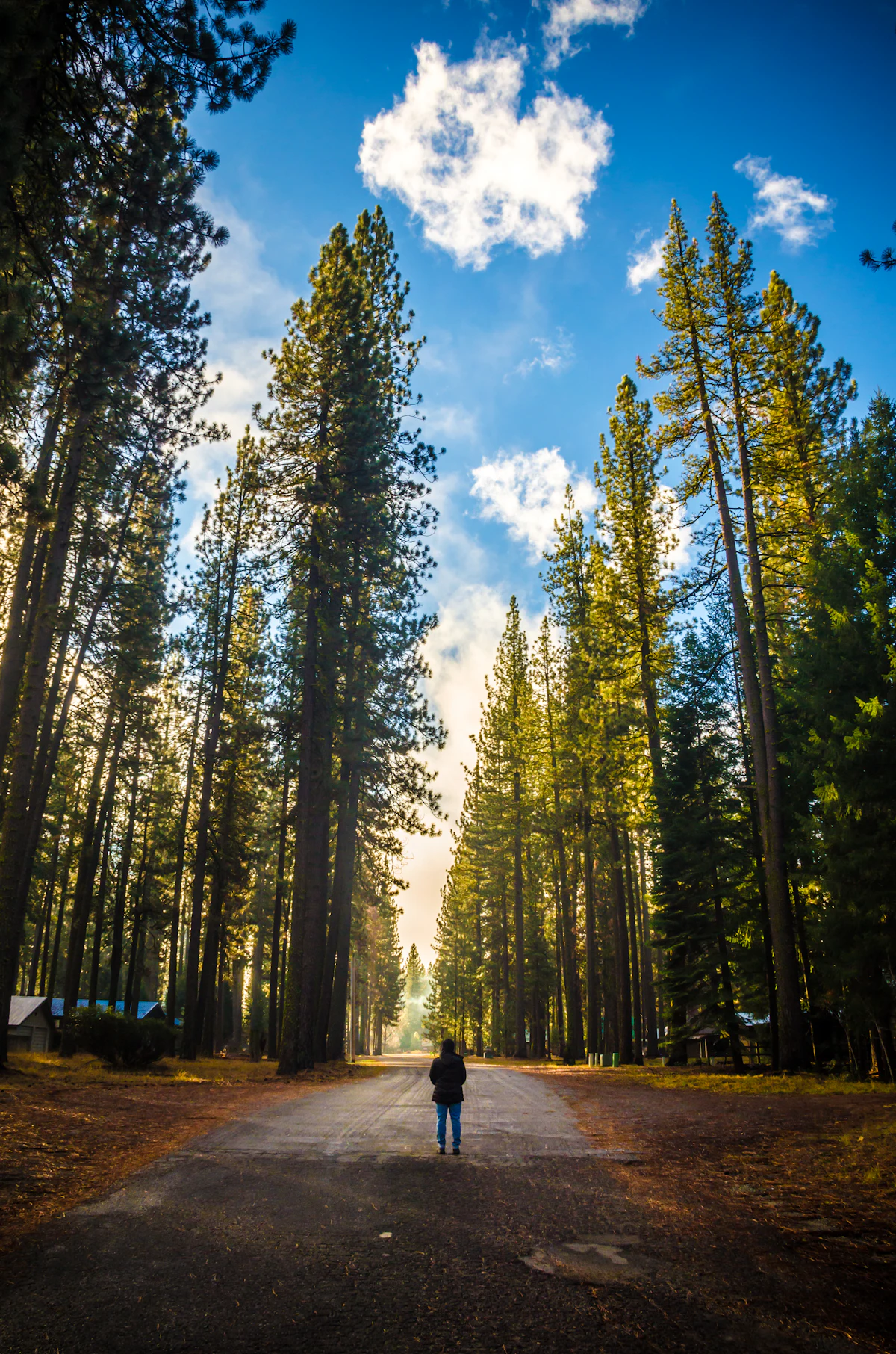 A person standing on a road between tall pines in Plumas National Forest