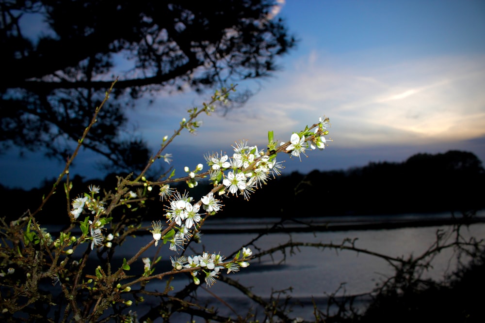 a tree branch with white flowers in front of a body of water