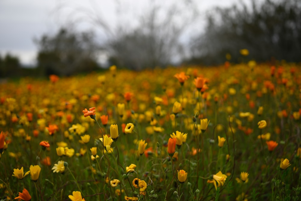 a field full of yellow and orange flowers