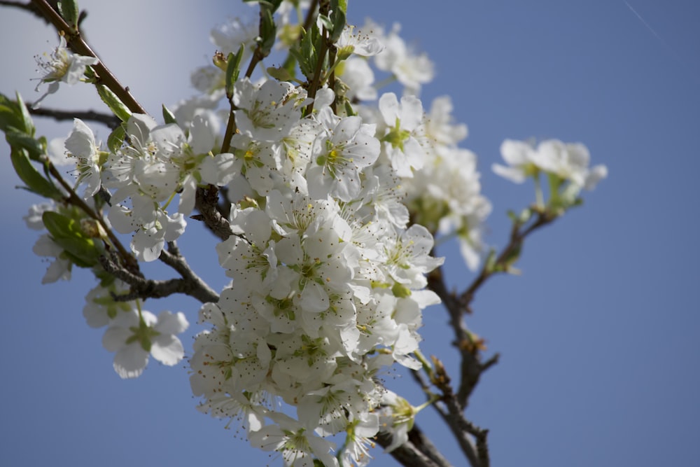 a branch with white flowers against a blue sky