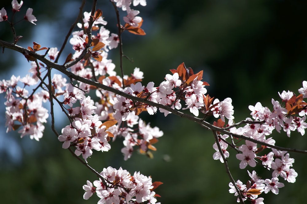 a close up of a tree with pink flowers