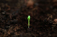 a small green plant sprouts from the ground