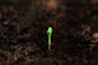 a small green plant sprouts from the ground