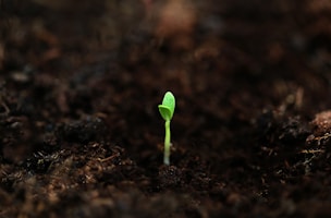 a small green plant sprouts from the ground