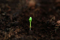 a small green plant sprouts from the ground