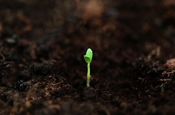 a small green plant sprouts from the ground