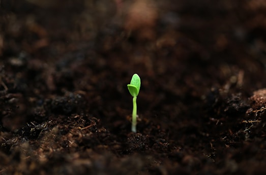a small green plant sprouts from the ground