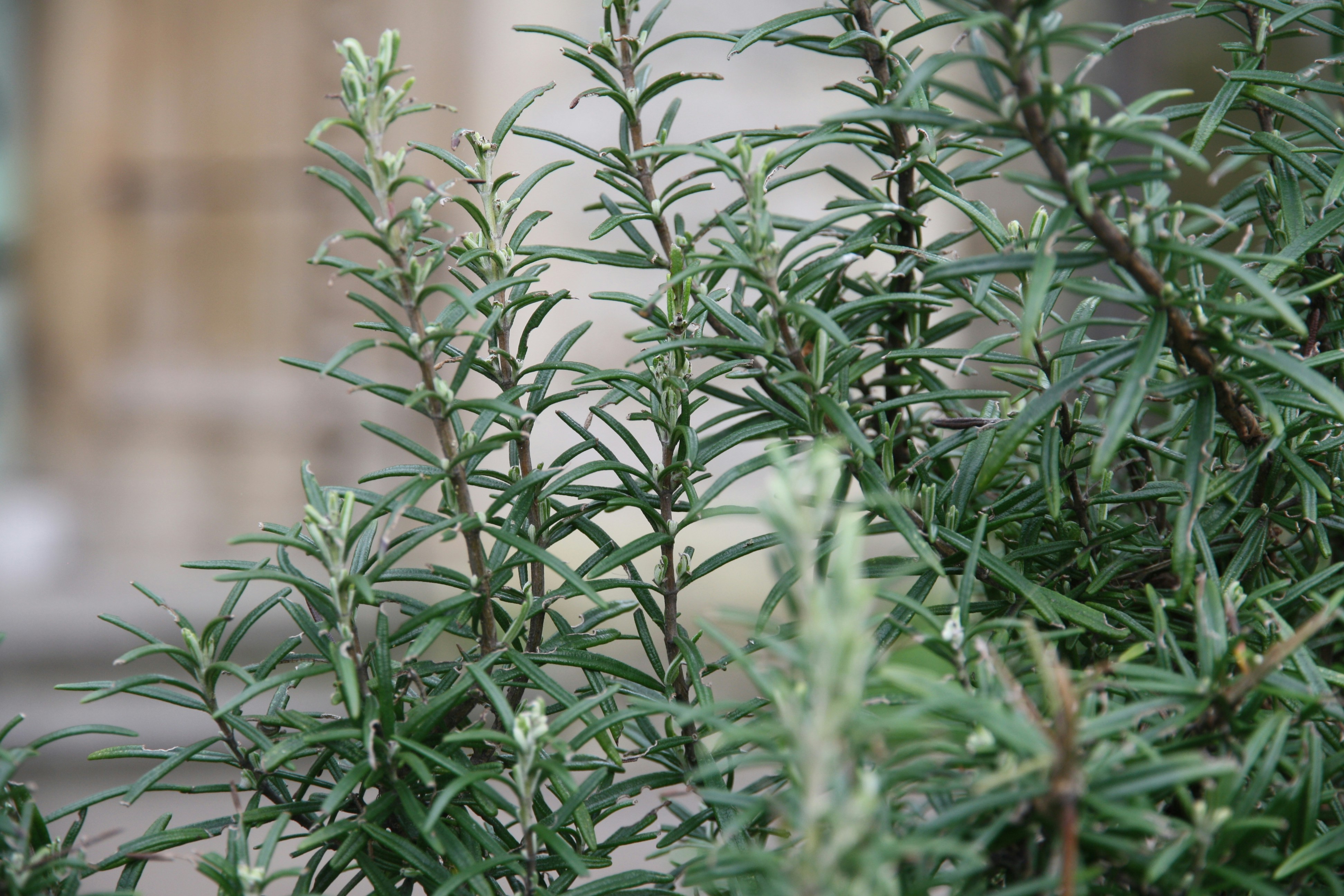 photo-1712342163409-77403b157f5f?ixid=M3wxMjA3fDB8MXxzZWFyY2h8MTh8fGhlcmJhbHN8ZW58MHx8fHwxNzY1OTA5NTcwfDA\u0026ixlib=rb-4.1.0