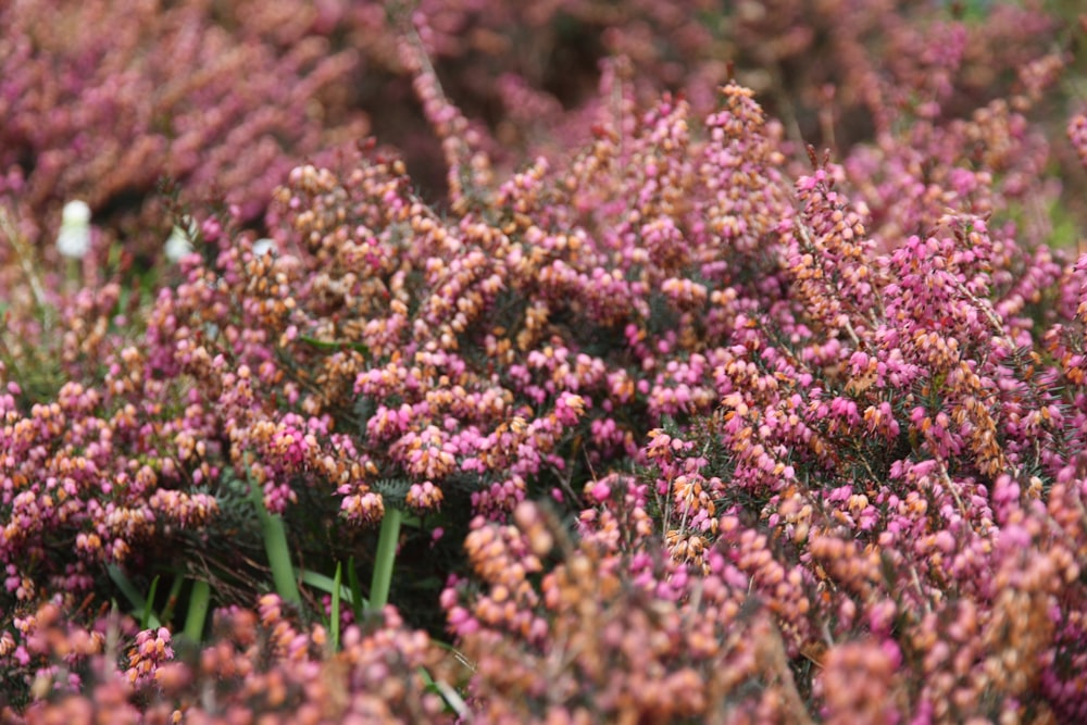 a close up of a bunch of purple flowers