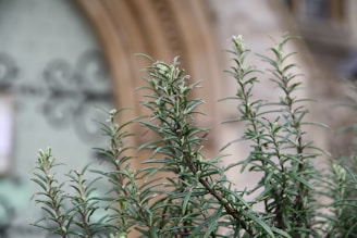 a close up of a plant with a building in the background