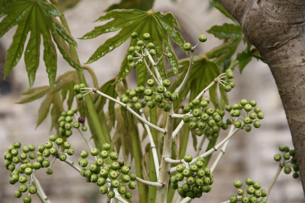 a close up of a tree with green berries