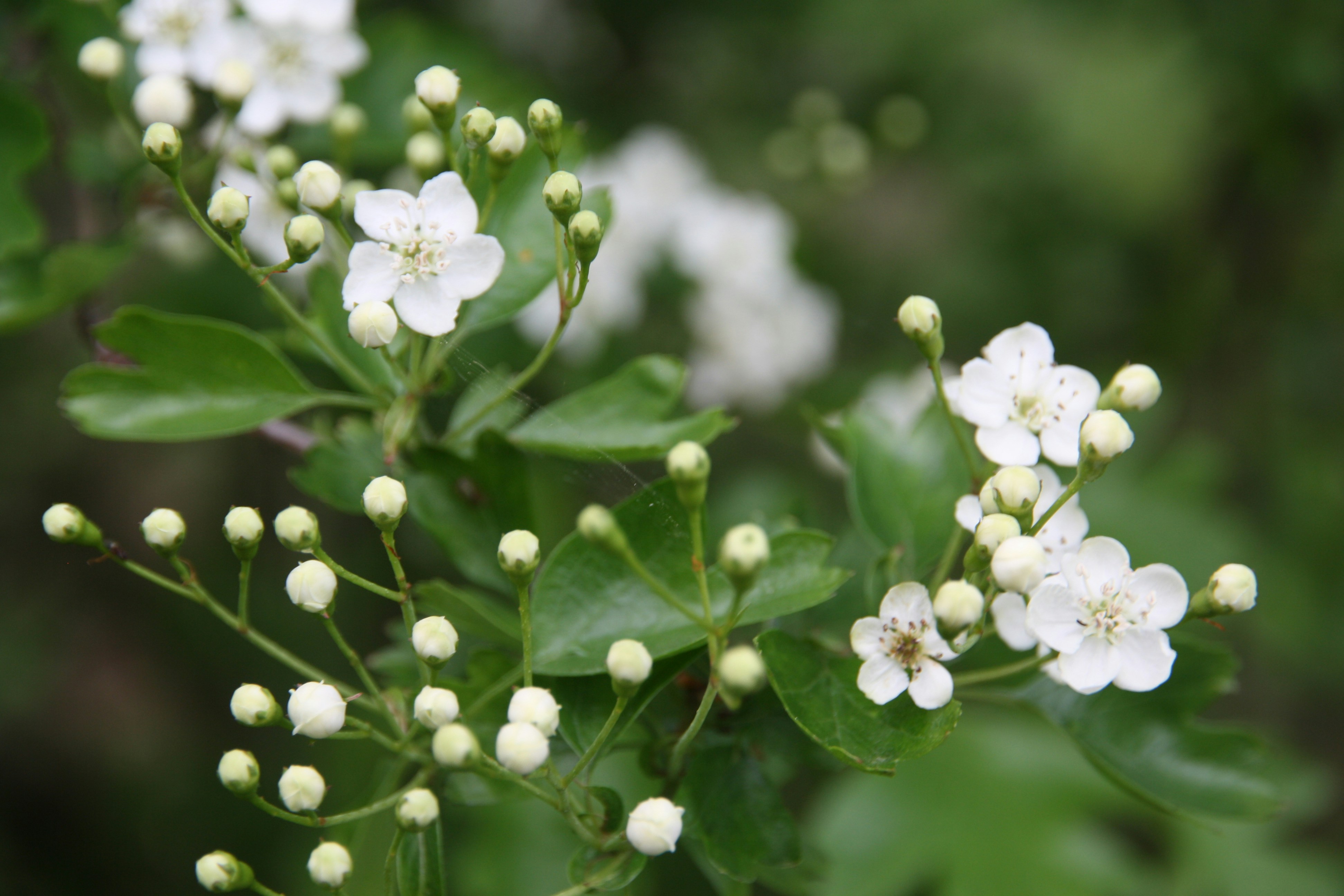 Photo by francesforbescarbines