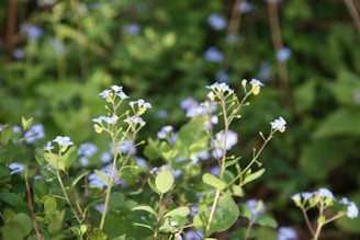 a close up of a plant with blue flowers