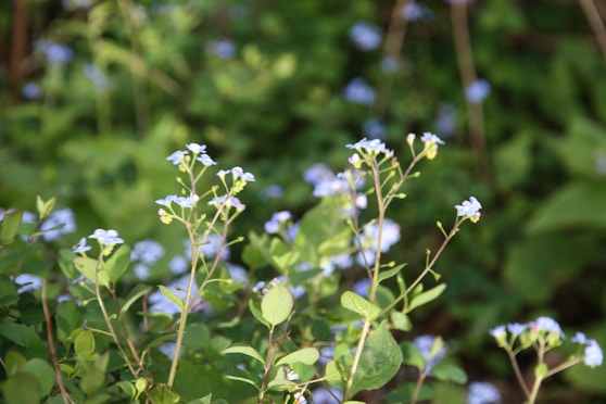 a close up of a plant with blue flowers